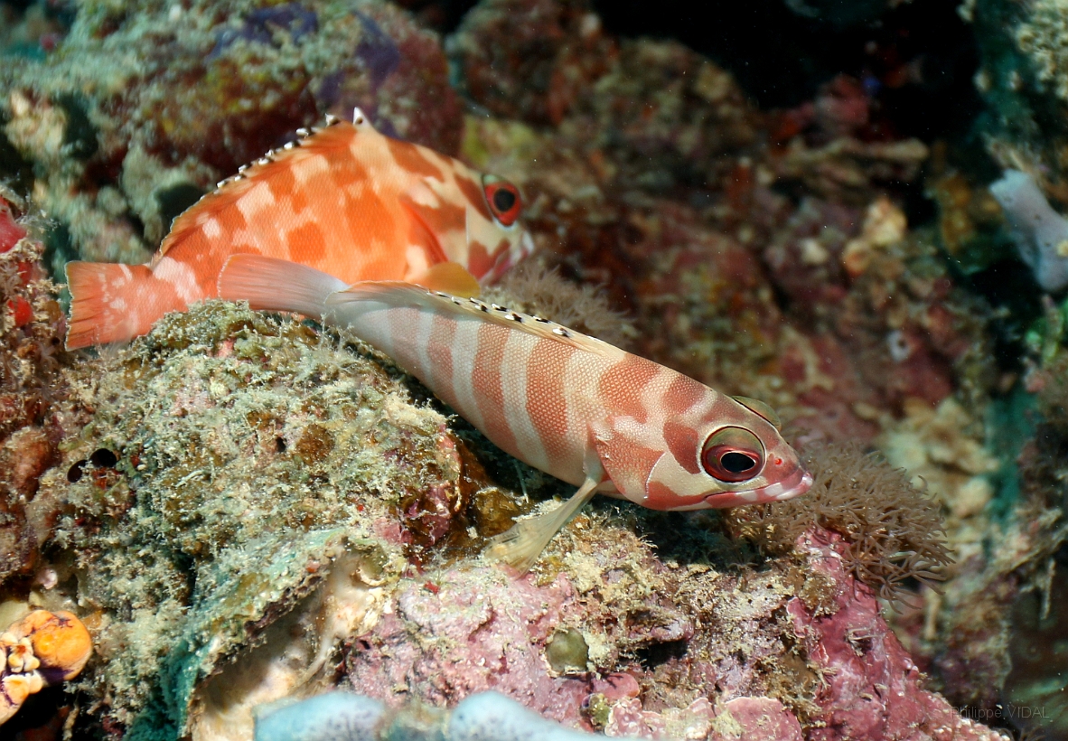 Sipadan_2015_Merou pointes noires_Epinephelus fasciatus_IMG_2427_rc.jpg